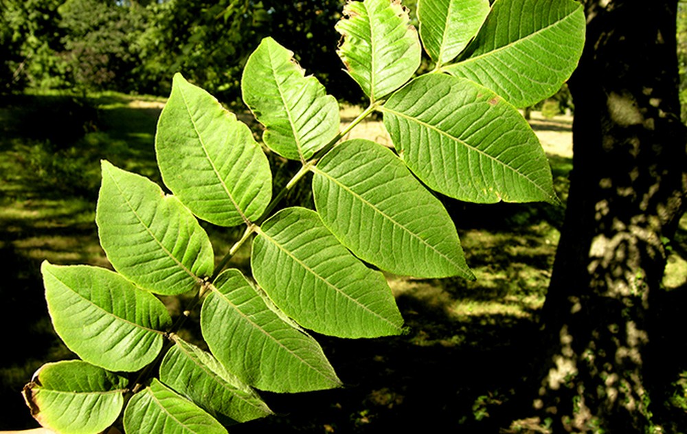 Tố Như Thanh Mộc Hương